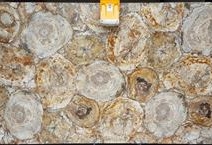 Petrified Wood 2cm